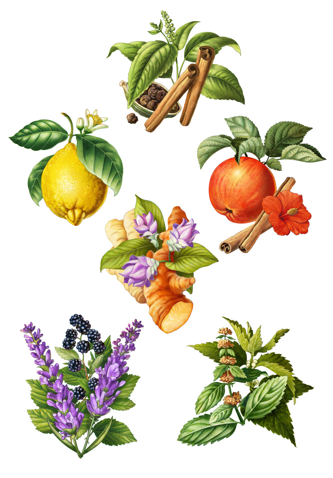 Illustration förpackning Friggs Tea med en mängd olika smaker i skolplansch manér. Utförd av Tomas Lindell.